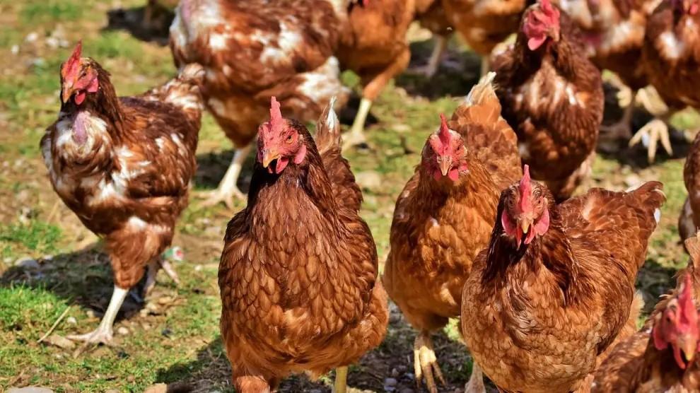 Imagen El Gobierno de Aragón activa medidas obligatorias en toda la comunidad para prevenir la gripe aviar