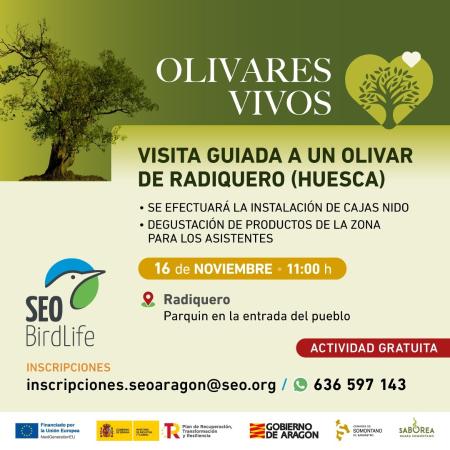 Imagen Radiquero. Visita guiada por el olivar.